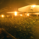 Illustration for article titled 14 High-Tech Farms Where Veggies Grow Indoors